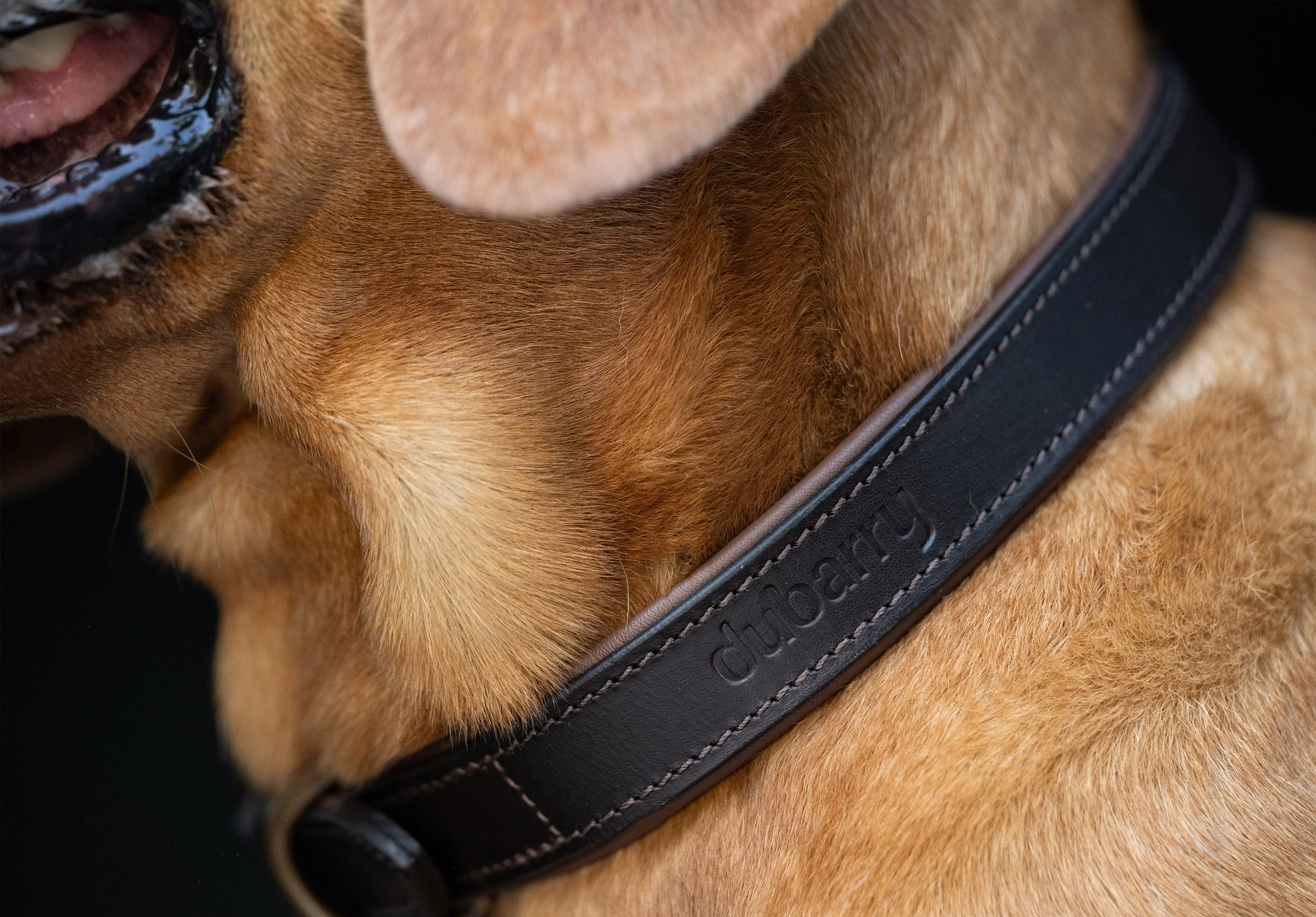Axel Padded Leather dog collar - Mahogany - Image 2