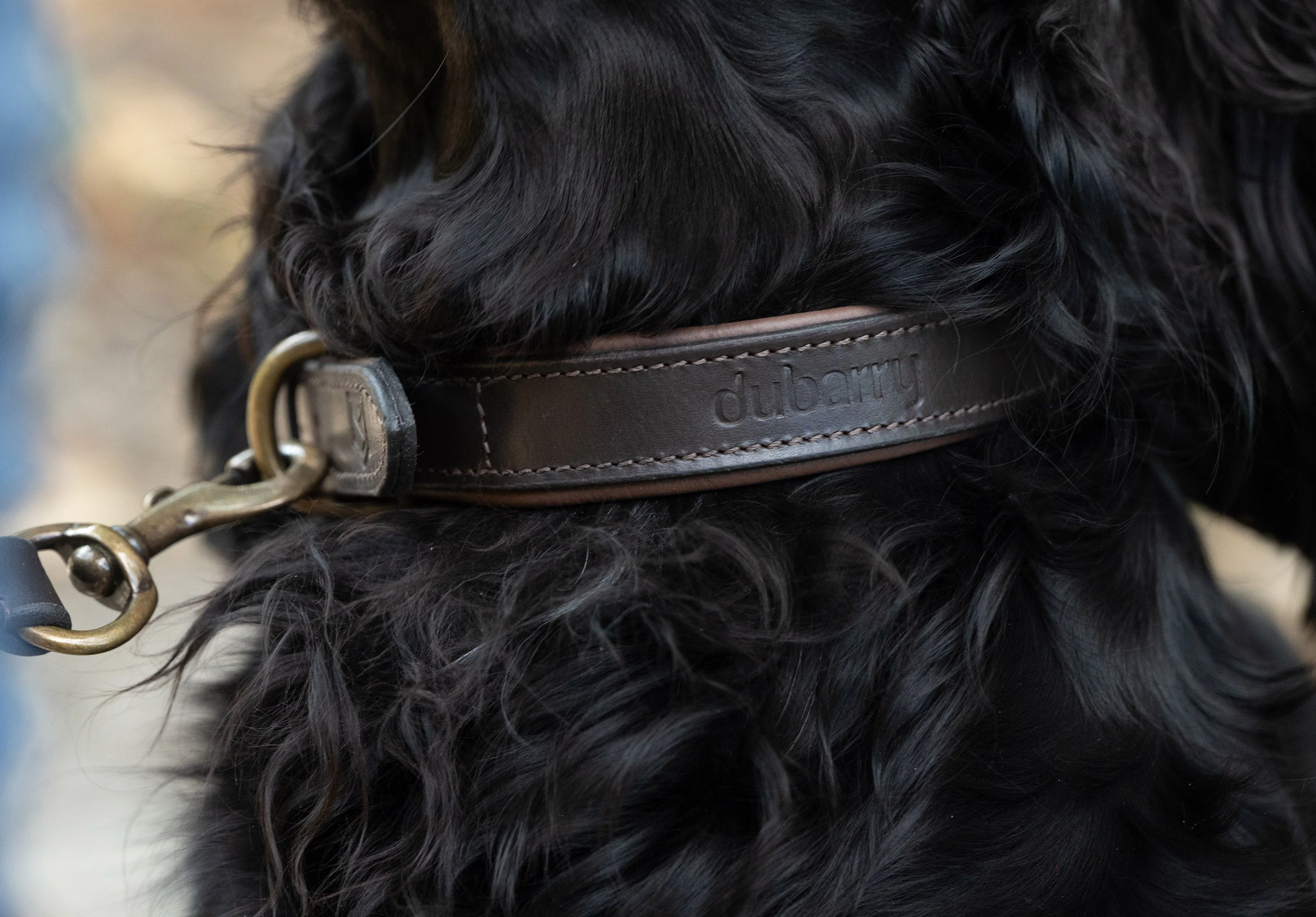 Axel Padded Leather dog collar - Mahogany - Image 8